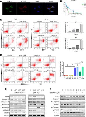 Effects of Xiao Chengqi Formula on Slow Transit Constipation by Assessing Gut Microbiota and Metabolomics Analysis in vitro and in vivo